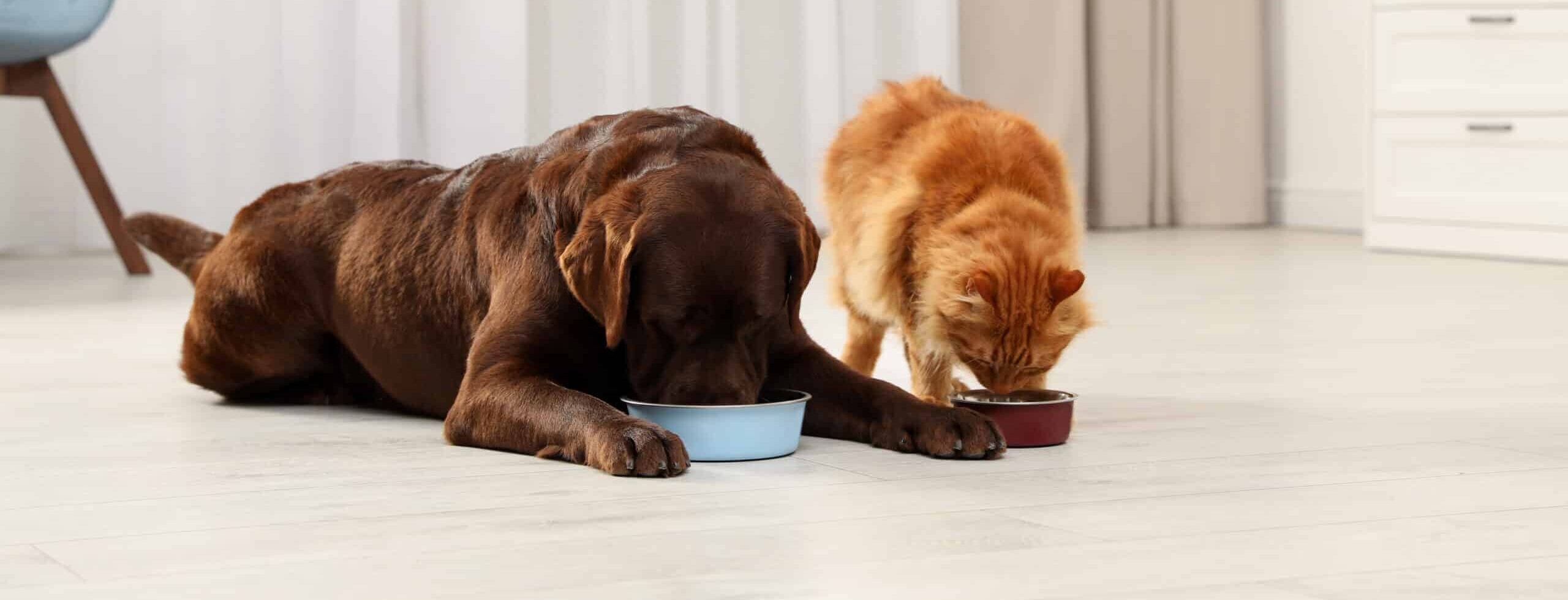 hond-en-kat-eten