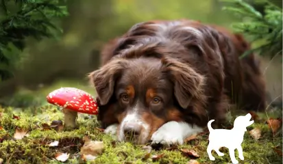 Herfstwandeling? Laat deze hapjes liggen