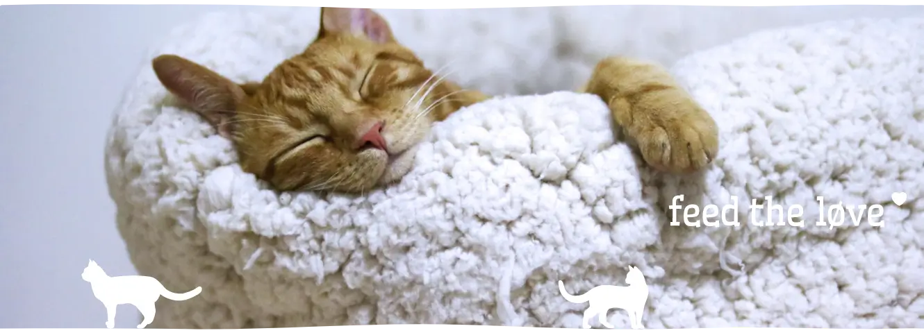 De slaperige wereld van katten