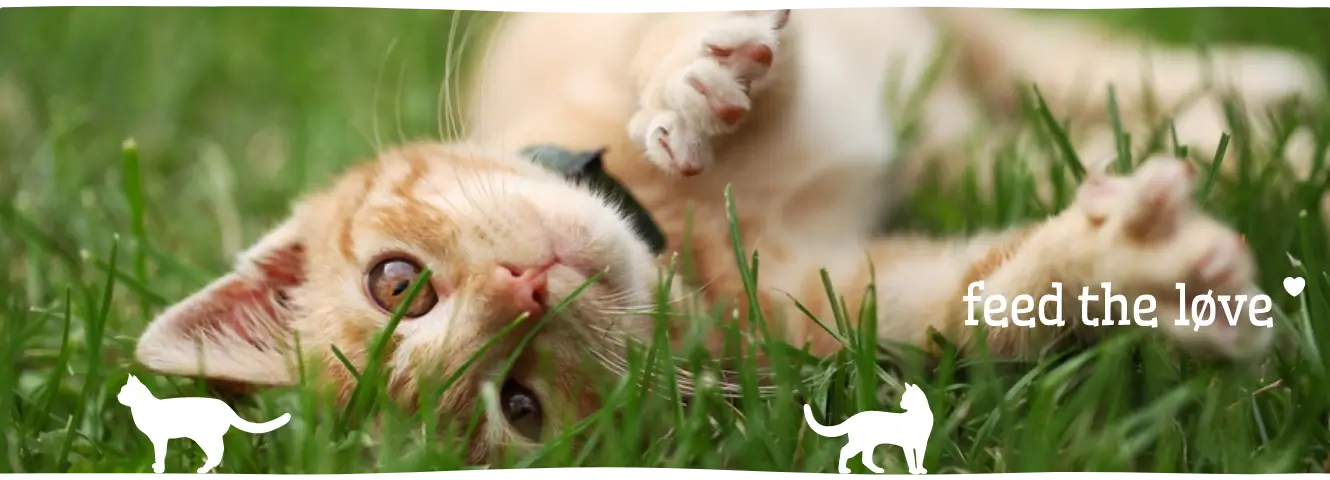 Anatomie van je kat