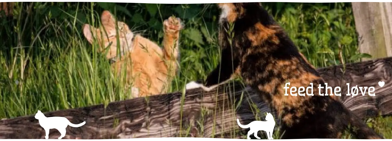 Kattentaal: wat bedoelt mijn kat?