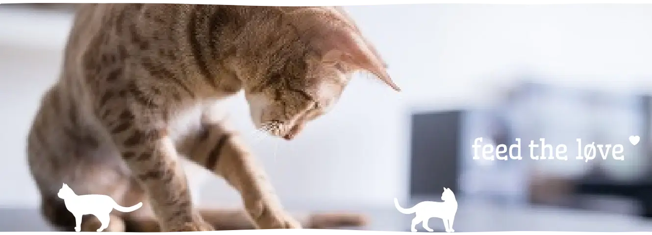 E-visjes en muisjes vangen op de tablet