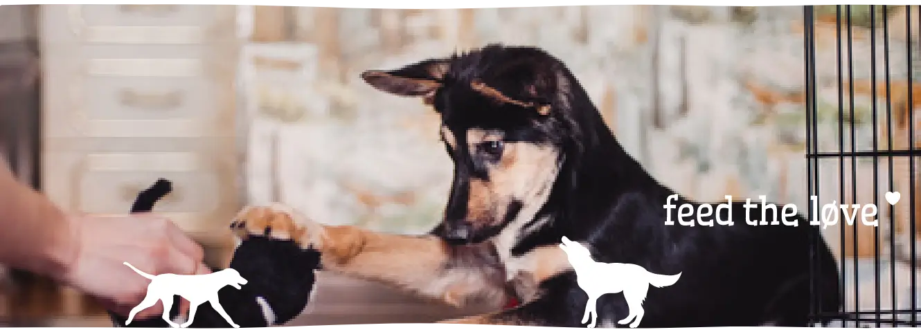 Pup alleen thuis leren te blijven