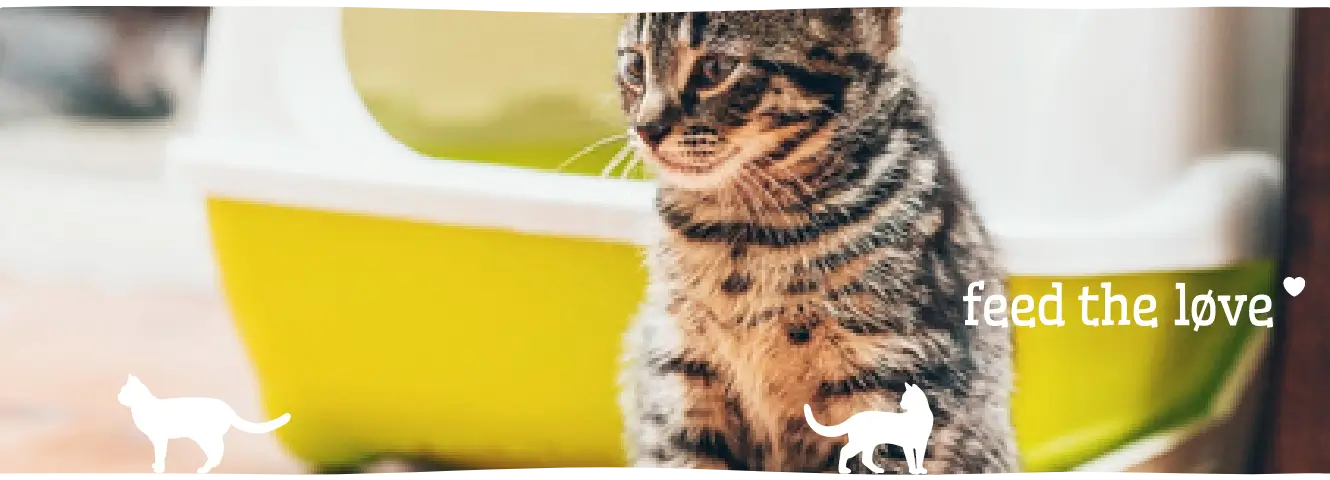 Mijn kat heeft vreemde of geen ontlasting