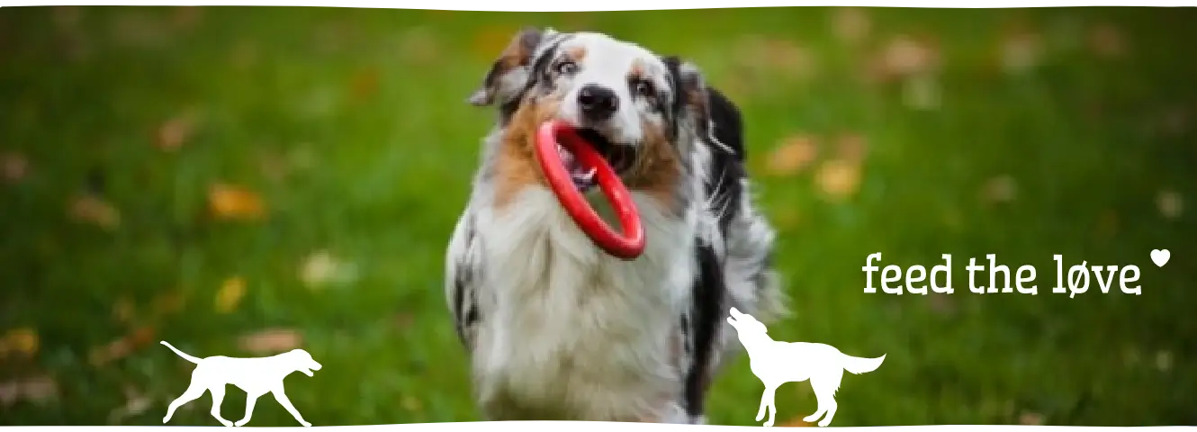 Zeven leuke en eenvoudige spelletjes voor je hond
