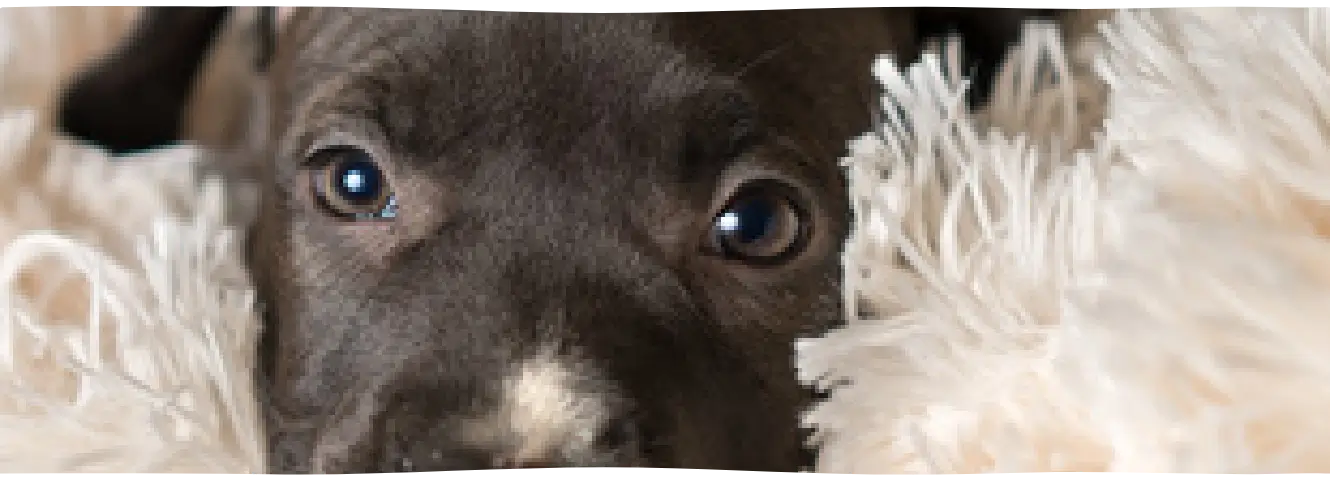 Mijn hond heeft vreemde of geen ontlasting