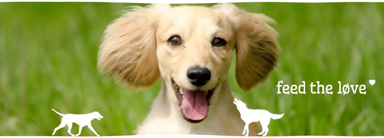 wat vinden honden leuk