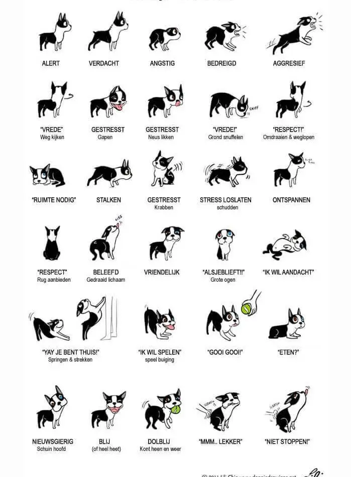 Lichaamstaal hond