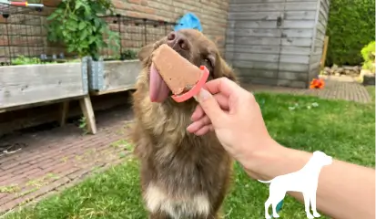 Zelf hondenijs maken? Zo doe je dat!
