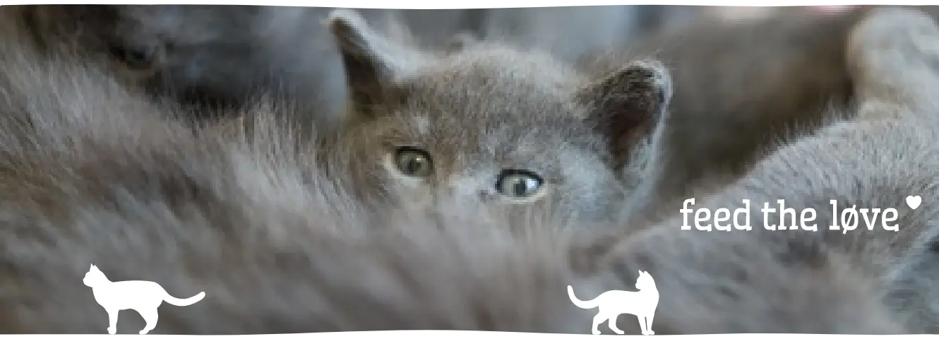 Socialiseren van een kitten