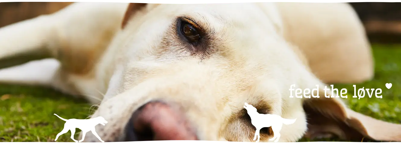 Mijn hond braakt en moet overgeven
