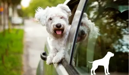 Checklist: je hond gaat mee op vakantie!
