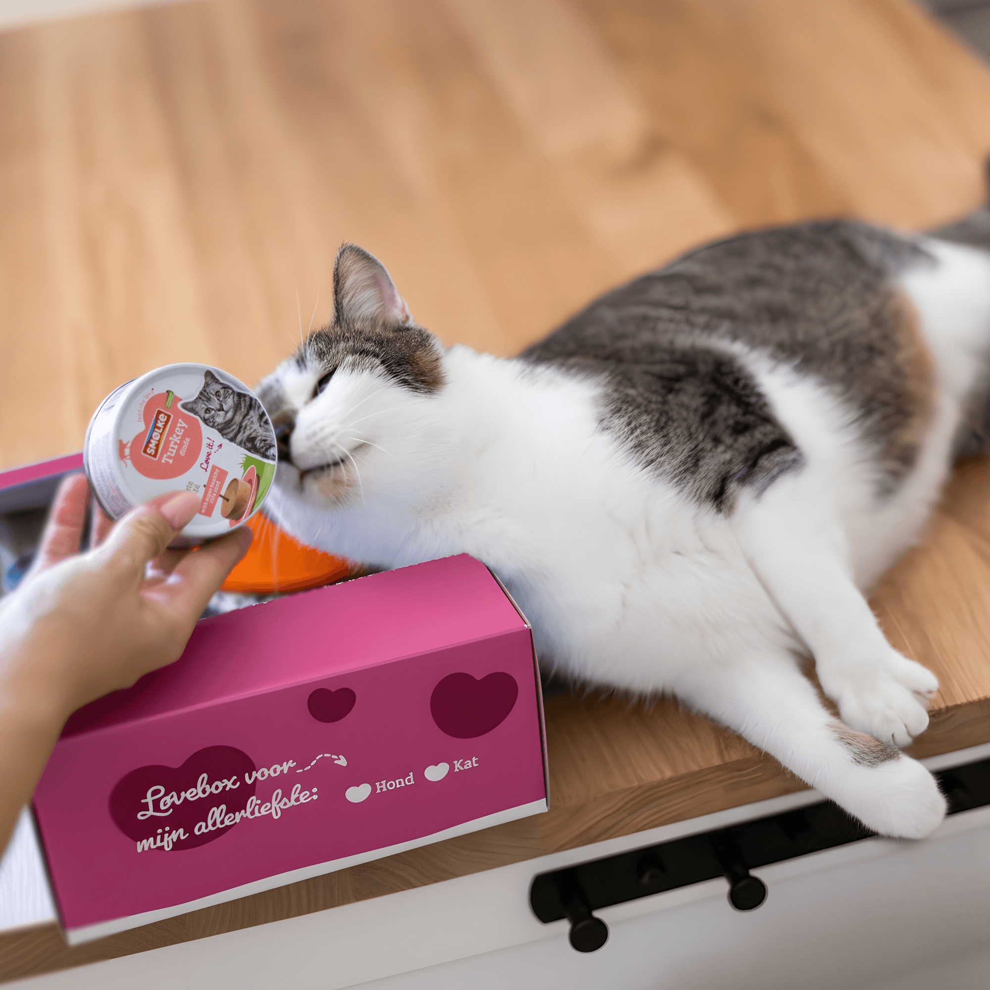 Løvebox Kat