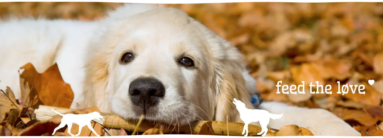Het uitlaten van je pup leuk maken