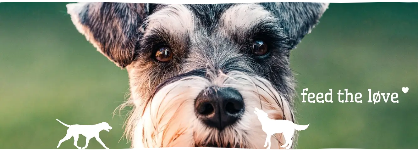 Hoe ben ik een goede leider voor mijn hond?