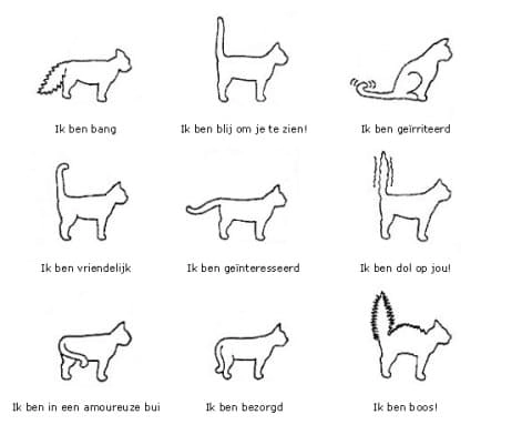 katten taal oren en staart
