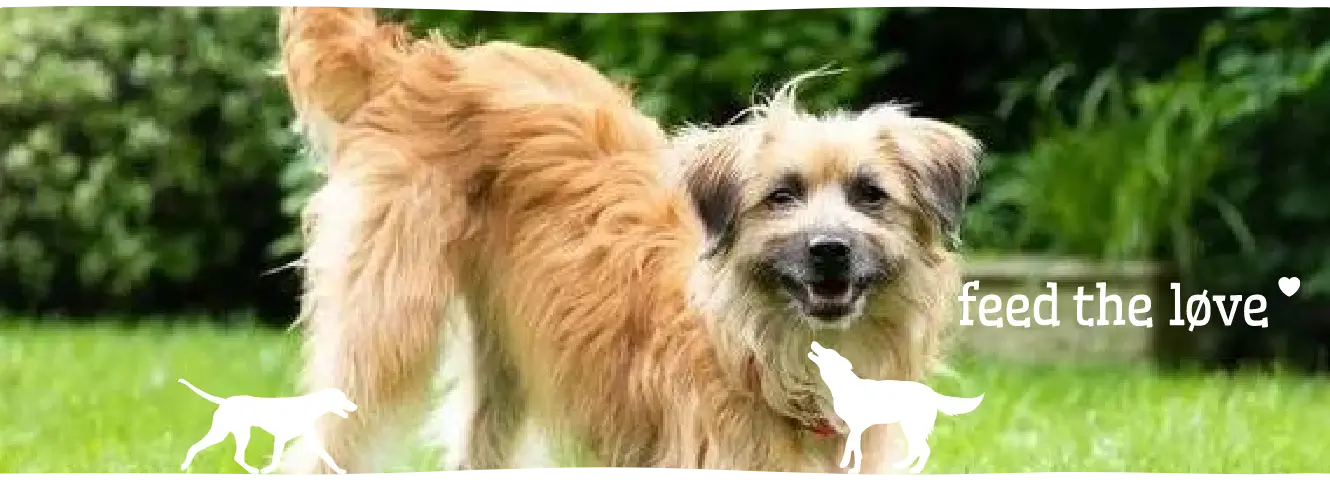 Hoe lees ik de lichaamstaal van mijn hond?