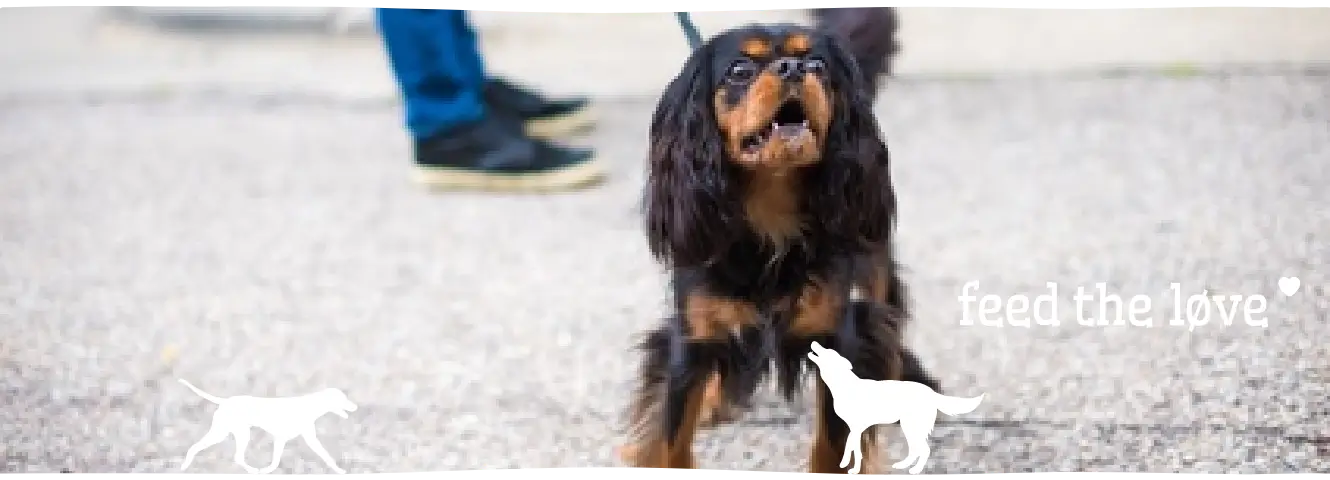 Help, mijn puppy blaft!