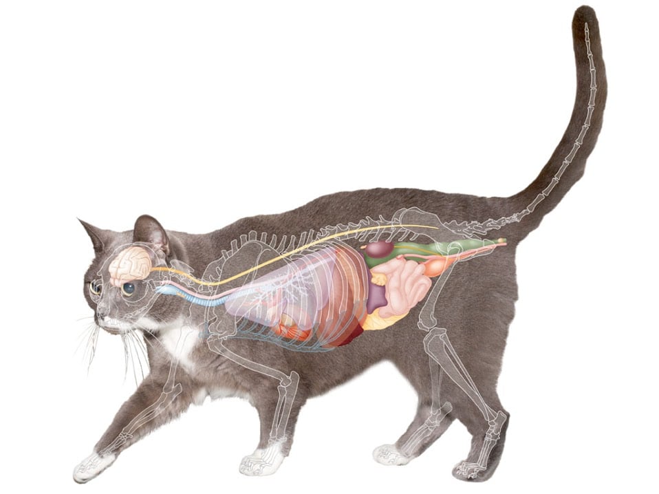 anatomie kat
