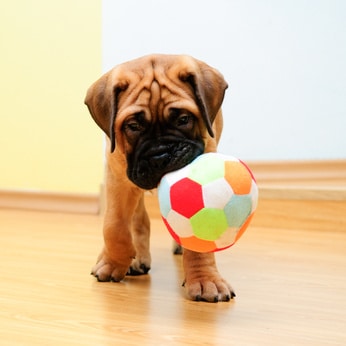 little puppy bullmastiff