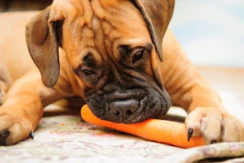 Puppy eet wortel