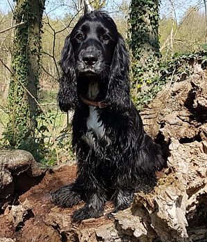 Zwarte hond zittend in het bos