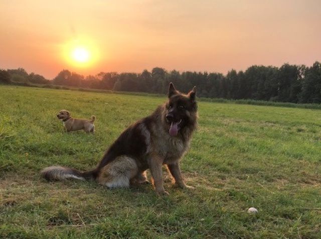Duitse Herder in weiland bij zonsondergang