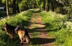 wandelgebied-de-linge