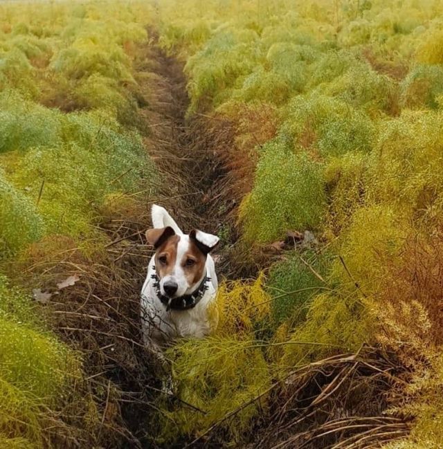 Hond tussen de struiken