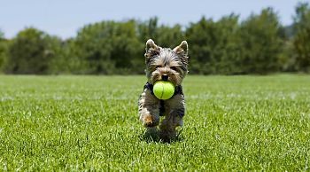 hond speelt met bal