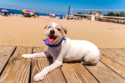 hond-aan-zee