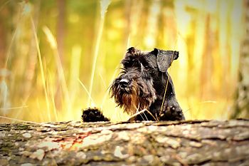 hond mee op vakantie