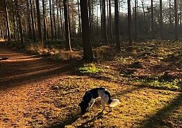 wandelgebied-heerenveen