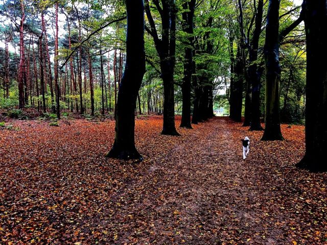 wandelen-hond-heerenveen