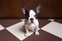 Franse Bulldog puppy