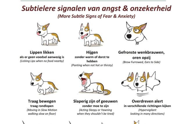 Lichaamstaal angstige honden infographic