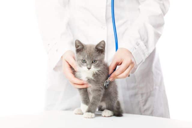 Kitten op behandeltafel bij de dierenarts