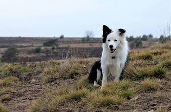 wandelgebied-arnhem