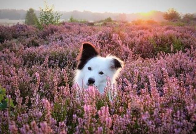 Witte hond in het Rozendaalse Veld