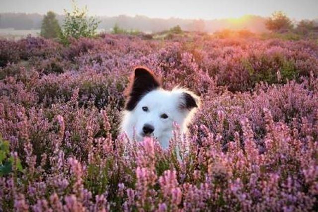 Hond zit in het rozendaalse veld