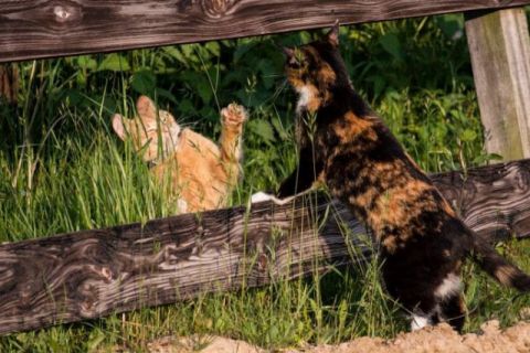 Spelende katten bij hek
