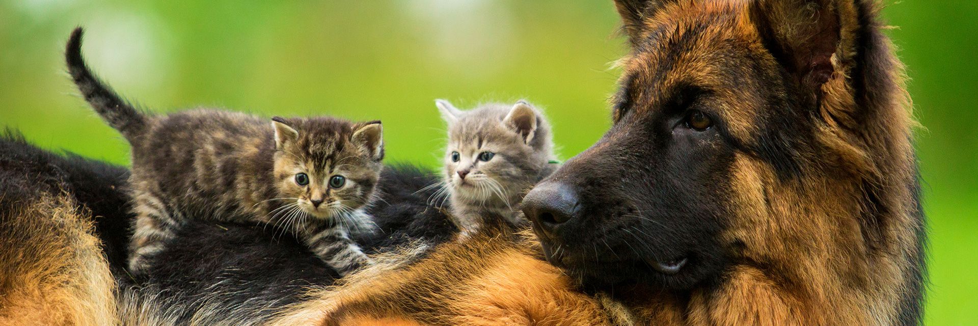 Twee kittens op de rug van Duitse herder
