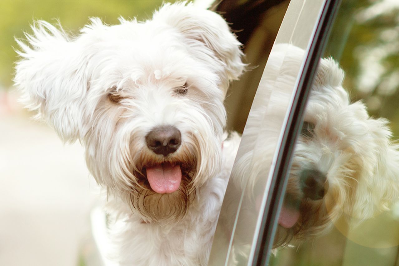 Hond met kop uit het autoraam