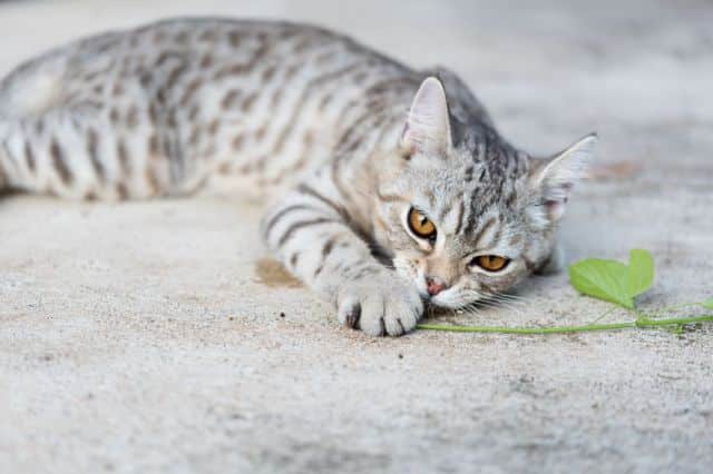 Kat met kattenkruid