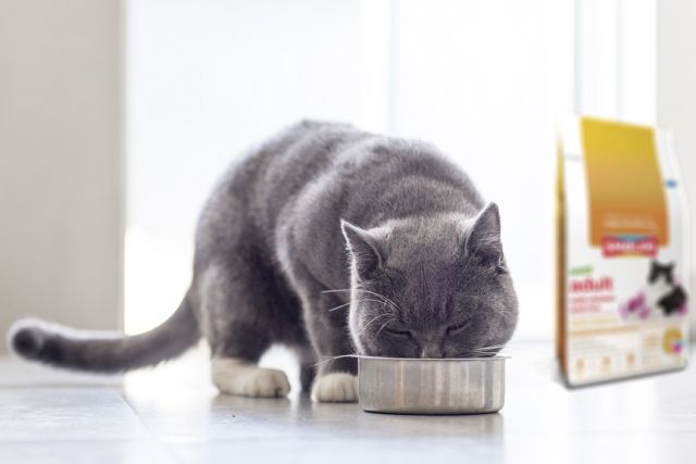 Smølke kattenvoeding met kat