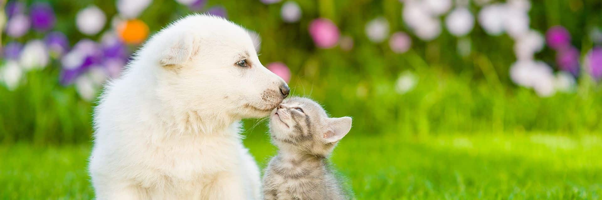 Witte pup knuffelend met kitten