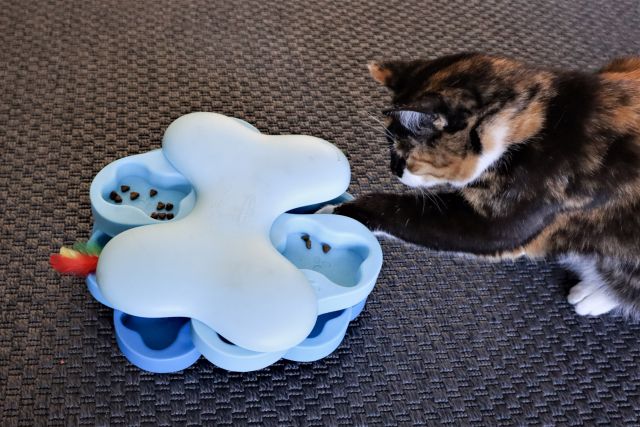 Kat speelt met voerpuzzel van Smølke