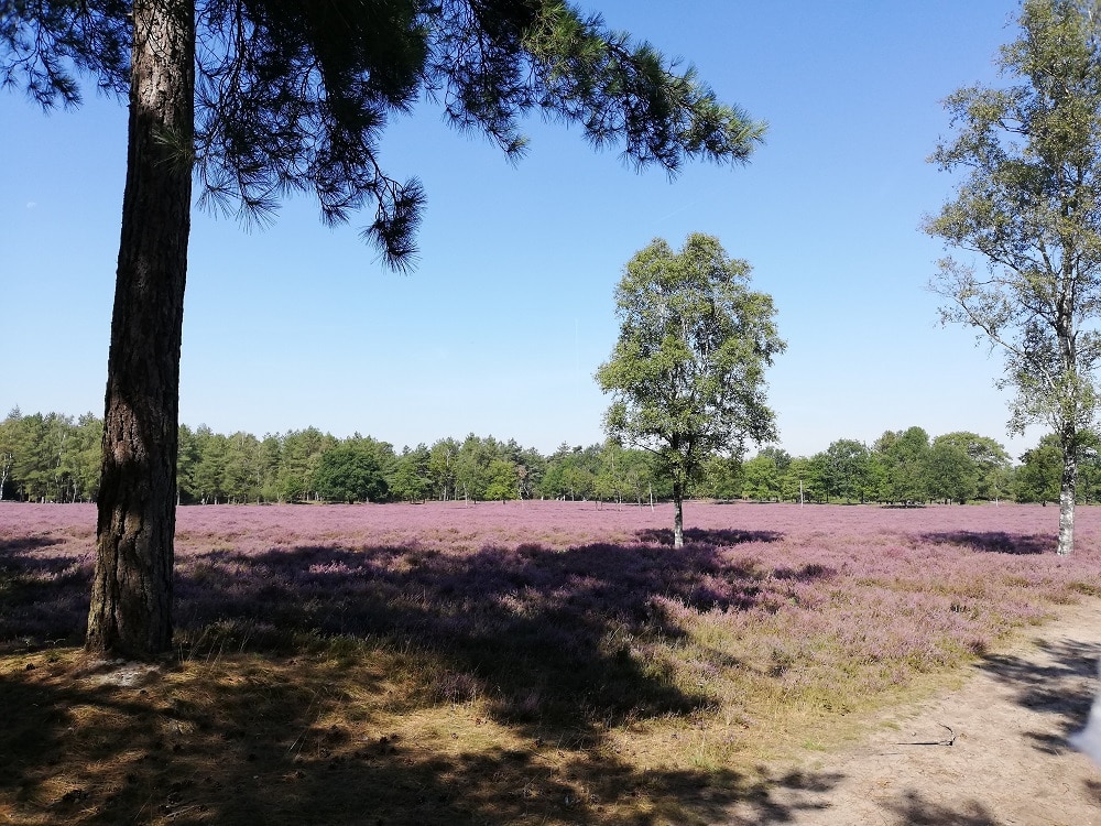 Landschapsfoto van de hei in bloei