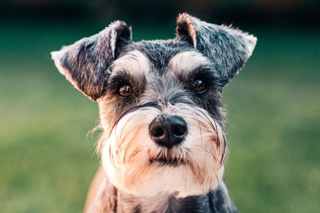 ondanks echo verkoudheid Hoe ben ik een goede leider voor mijn hond? - Smølke