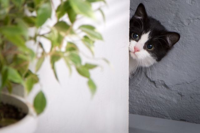 Kitten achter muurtje